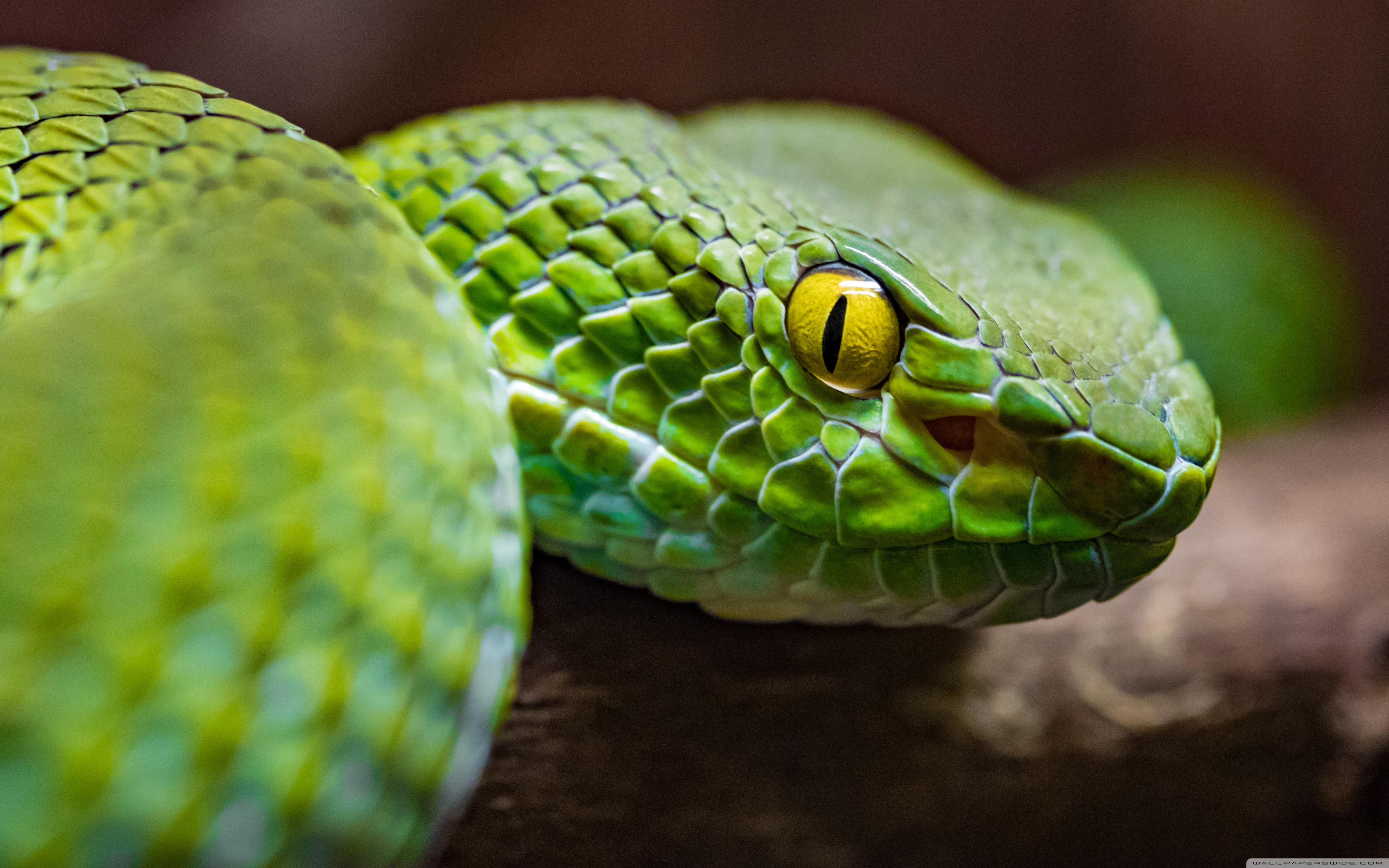 Green Tree Python - HD Wallpaper 