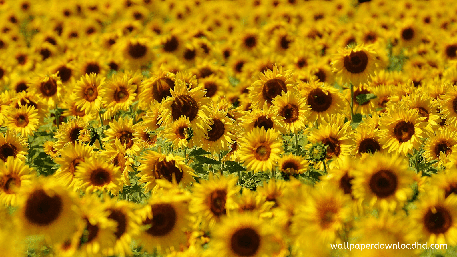 Tallest Sunflower - HD Wallpaper 