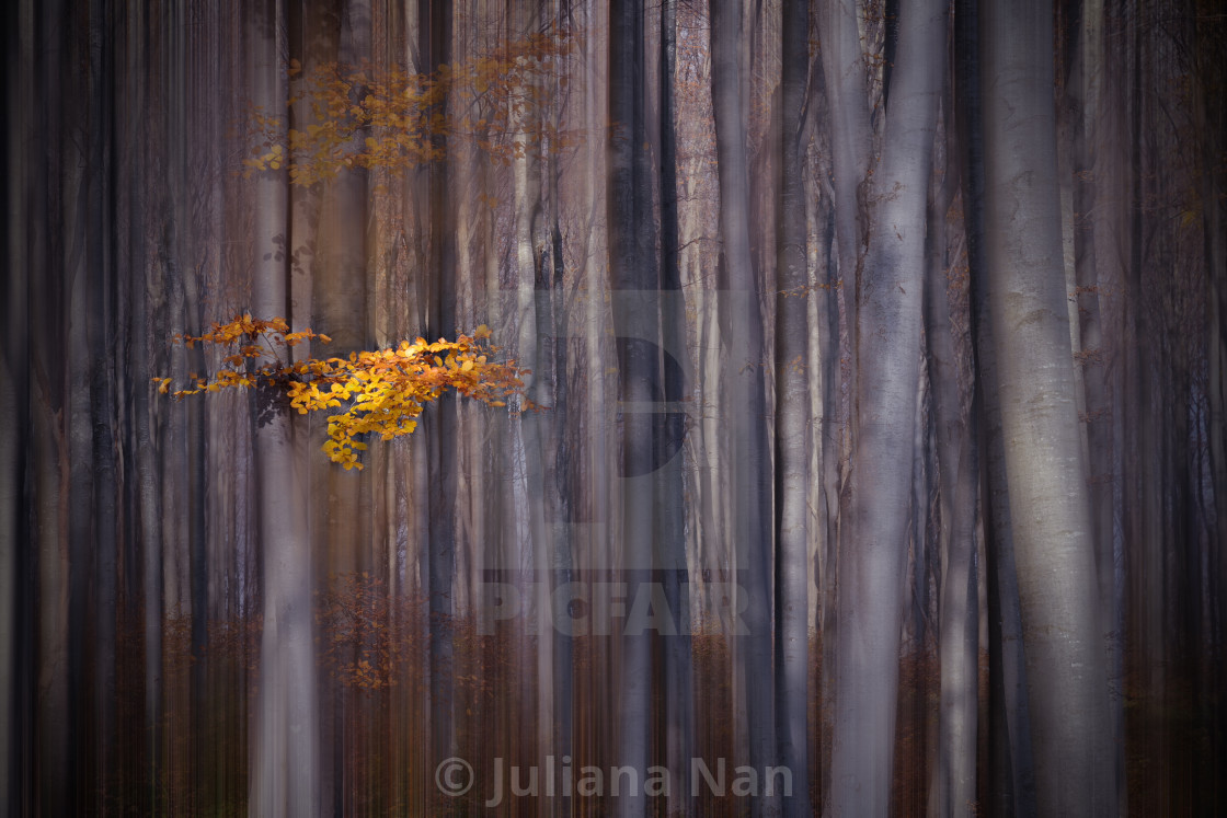 Fog In The Forest - Curtain - HD Wallpaper 