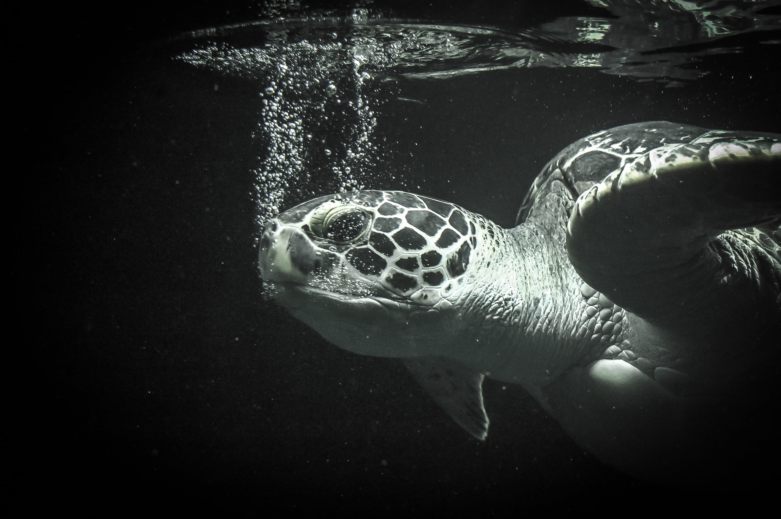 Sea Turtle Deep Water - HD Wallpaper 