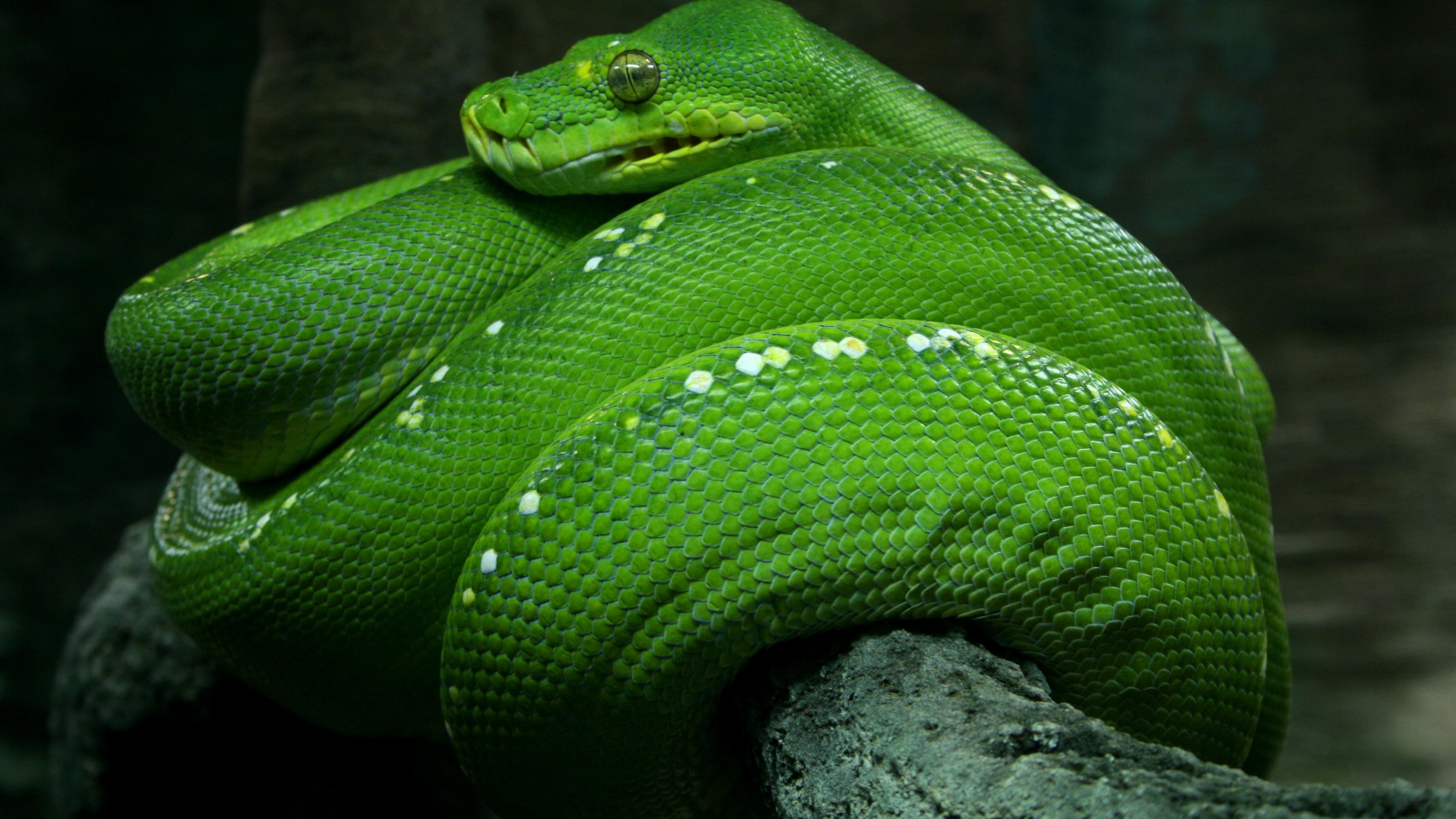 Green Snake Hd - HD Wallpaper 