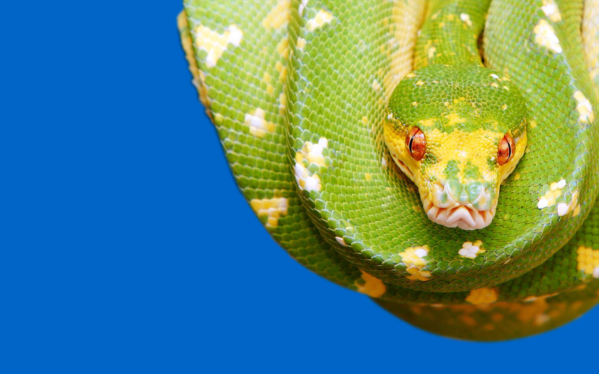 Awesome Python Wallpaper - 1920x1200 Wallpaper Awesome Python Wallpaper - 1920x1200 Wallpaper