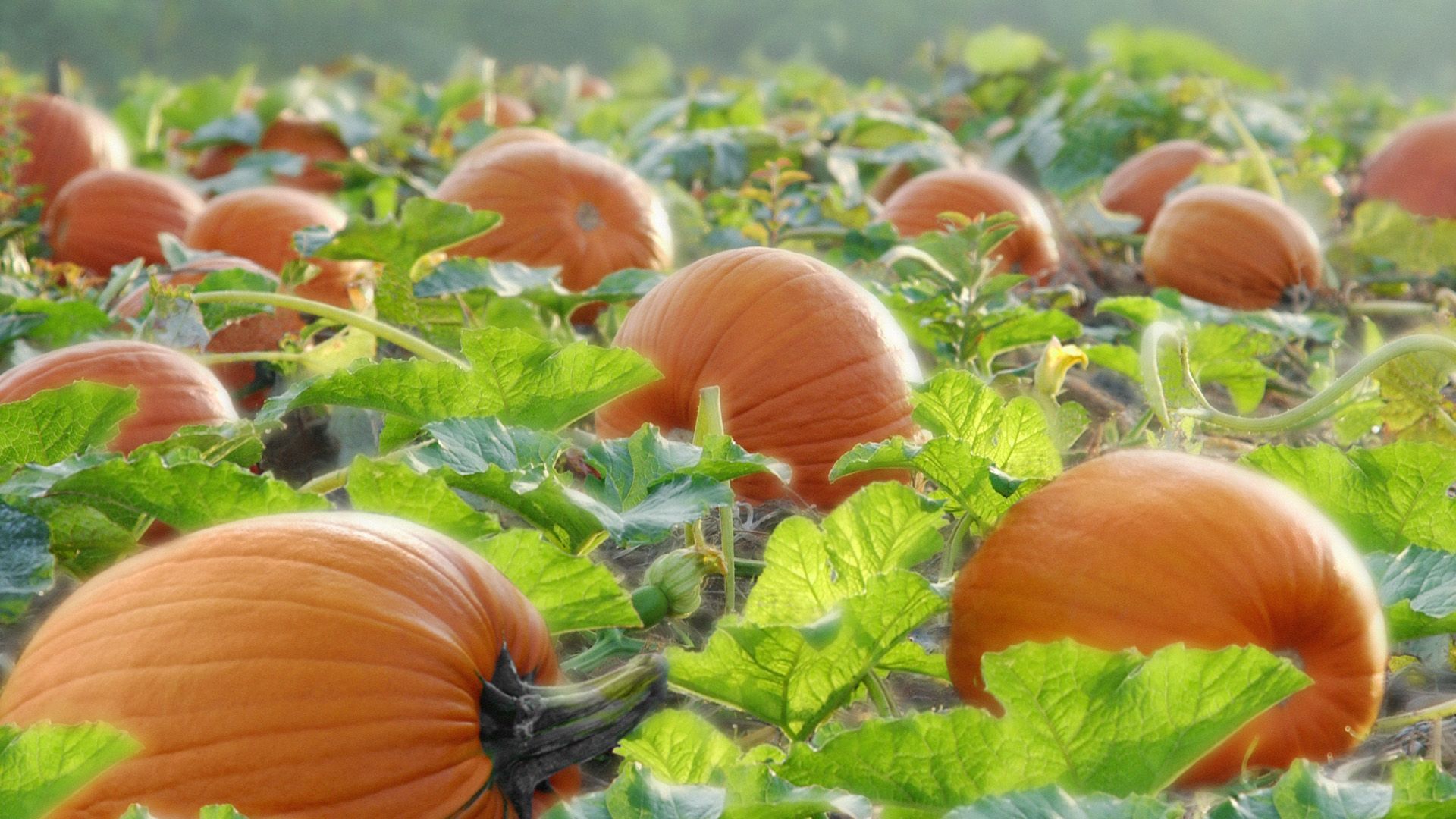 Pumpkin Patch - HD Wallpaper 
