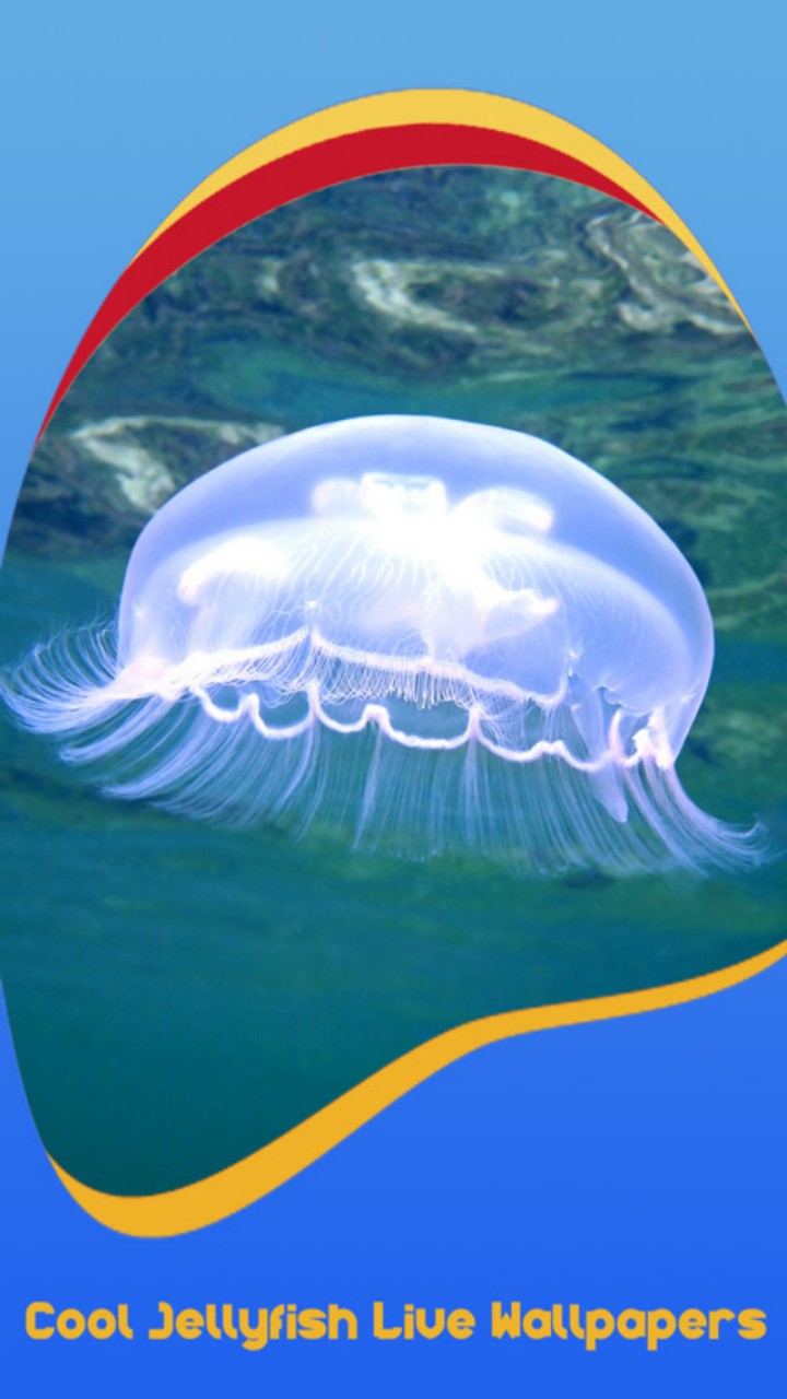 Cool Jellyfish Live Wallpapers - Moon Jellyfish - HD Wallpaper 
