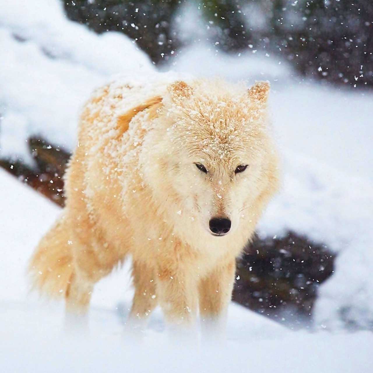 Cute Adorable Beautiful Wolf - HD Wallpaper 