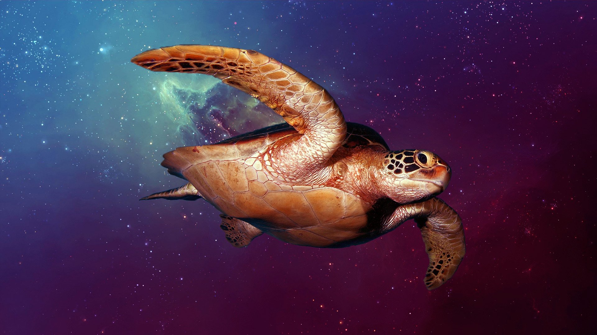 Space Turtle Wallpaper - Space Turtle Wallpaper Hd - HD Wallpaper 
