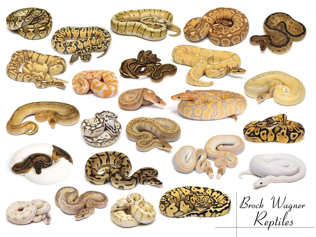 Ball Python Wallpapers - Ball Python - 1024x768 Wallpaper - teahub.io