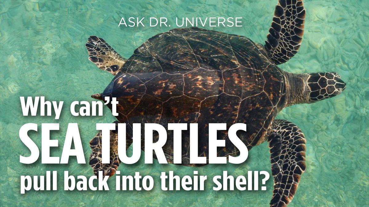 Hawksbill Sea Turtle - HD Wallpaper 