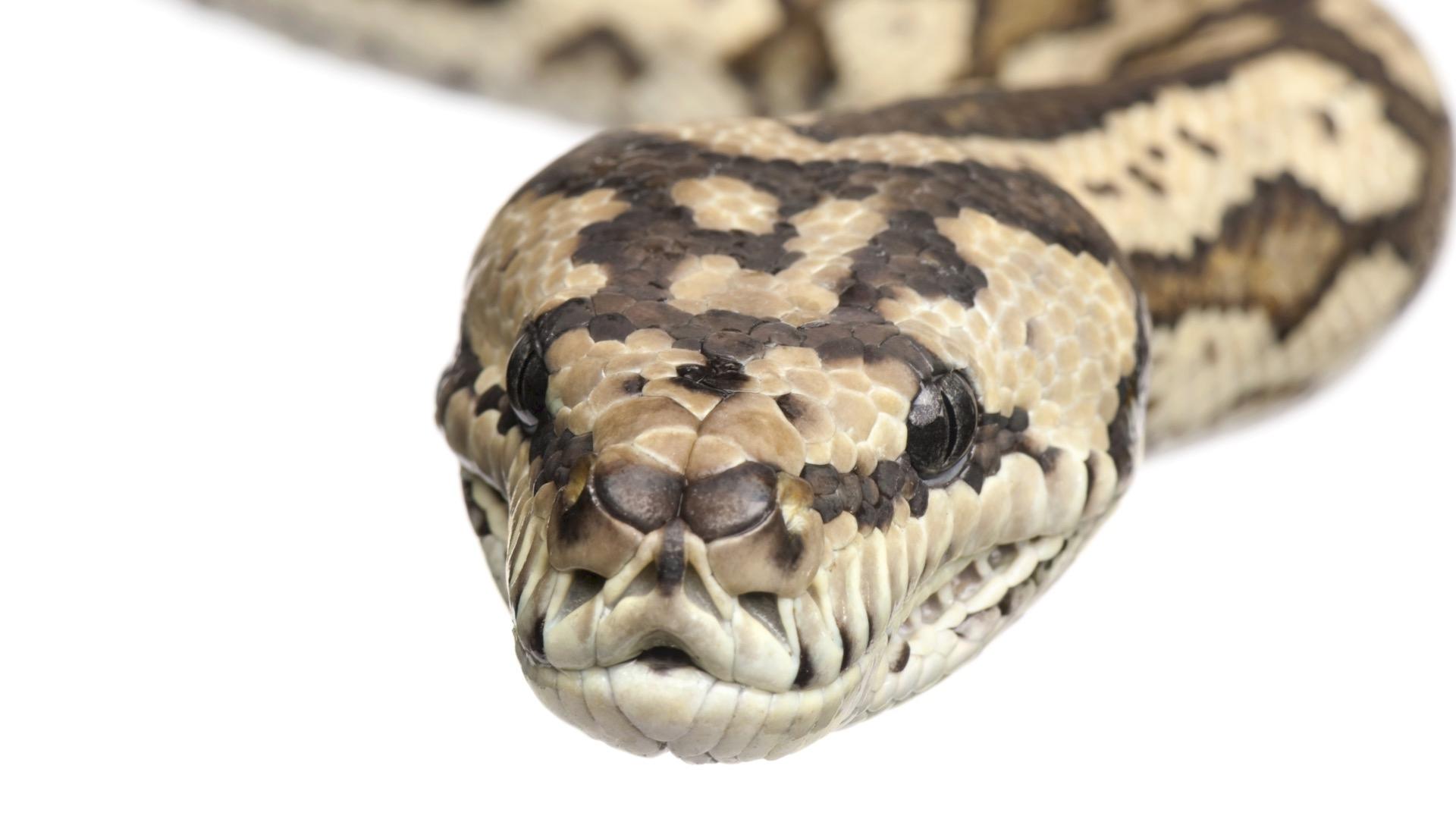 Hd Quality Wallpaper - Snake From Harry Potter - HD Wallpaper 