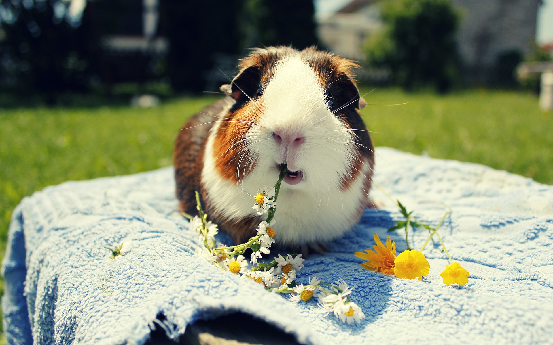 Guinea Pig Wallpaper Hd - HD Wallpaper 
