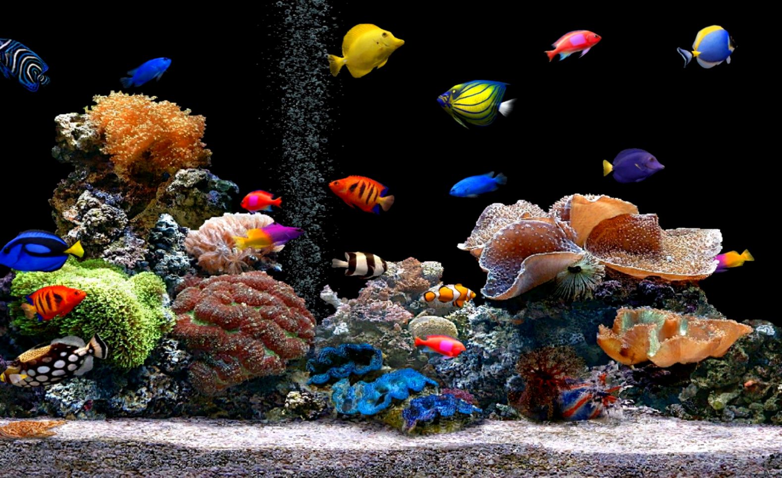 Free Download Live Hd Wallpaper Fish Aquarium 3d Desktop - Live Wallpaper Hd  Free Download - 1579x966 Wallpaper 
