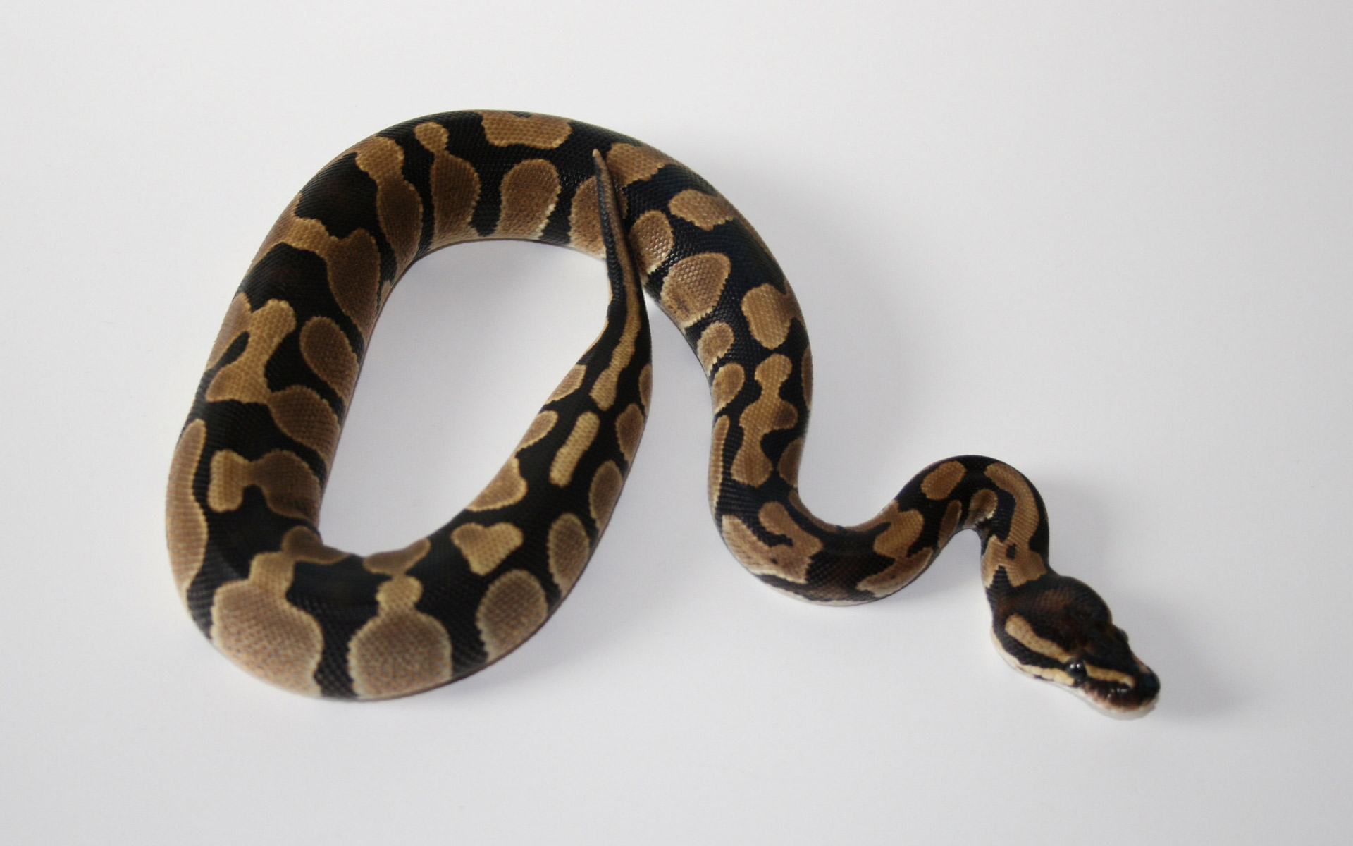 Desktop Snake Pictures Python Wallpaper - Copperhead Vs Ball Python - HD Wallpaper 