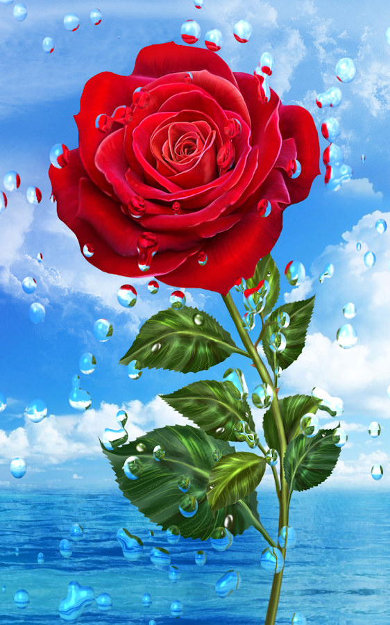 Live Hd Wallpapers For Mobile Samsung Rose Wallpaper 562x900 Teahub Io - Hd Rose Wallpapers For Android Phone