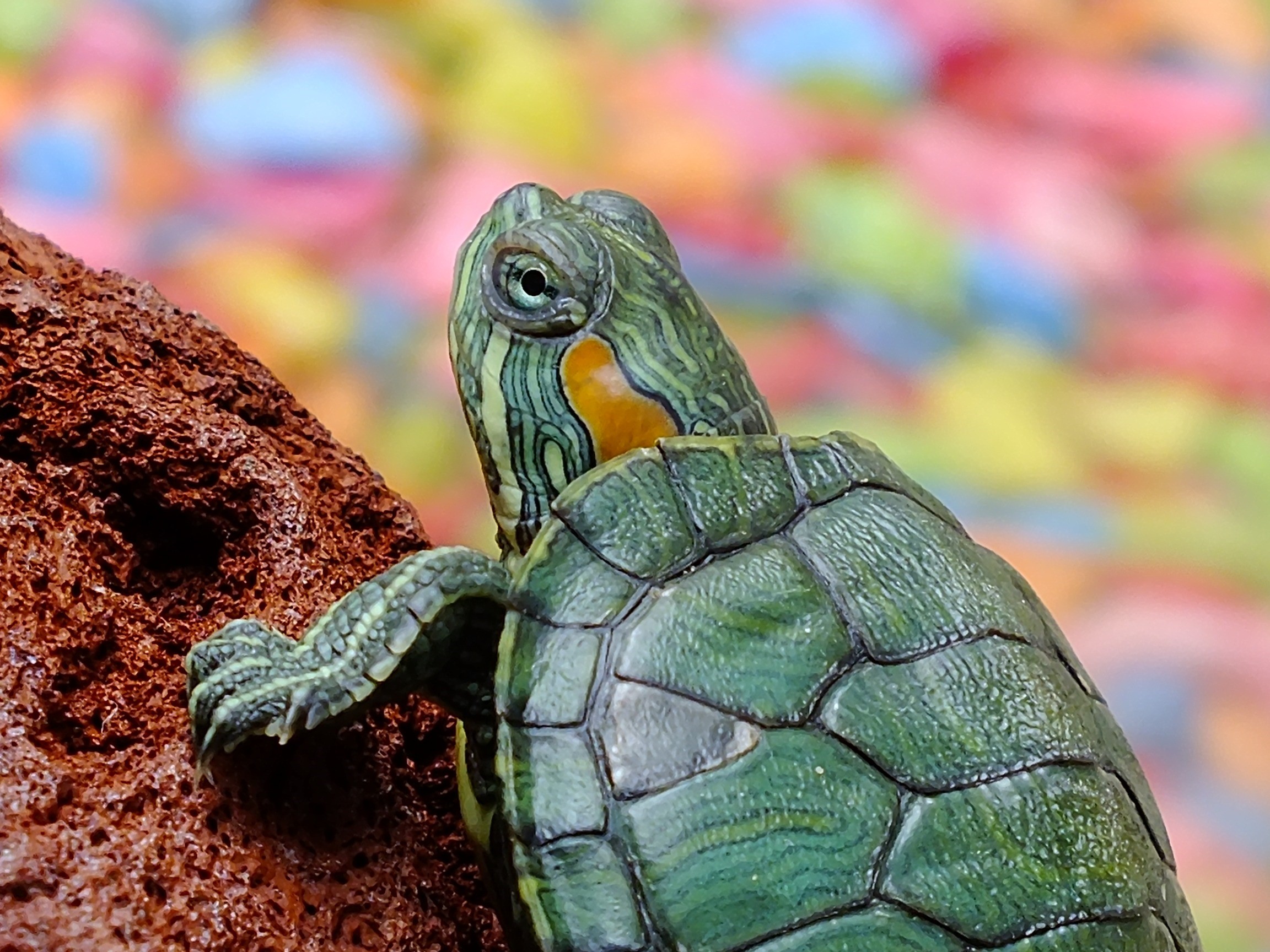 Macro Photography Turtles - HD Wallpaper 