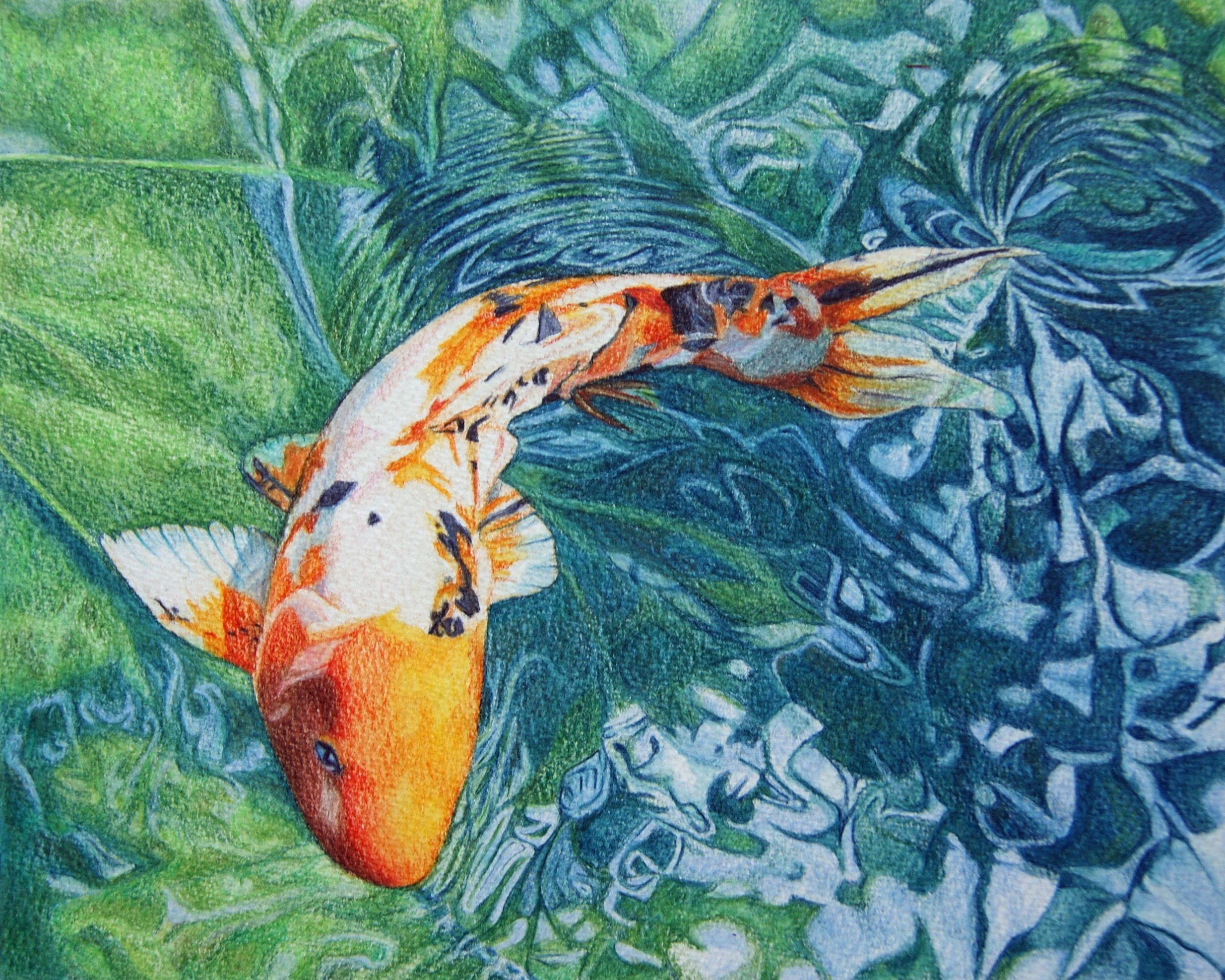 Koi Pond - Koi Fish Drawing Color Pencil - HD Wallpaper 