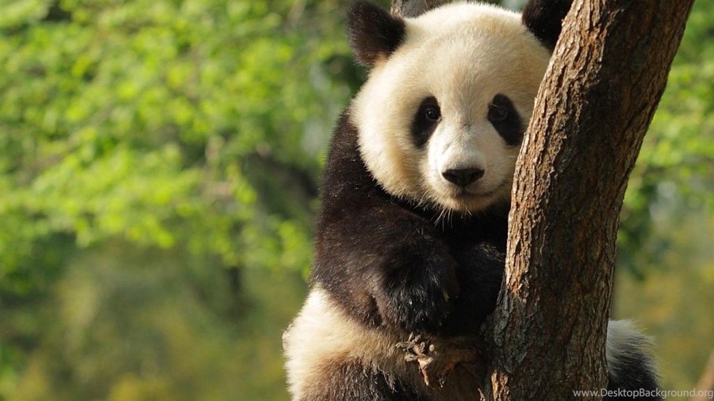 Panda Hd Live Wallpapers Animal Android Apps On Google - Desktop Wallpapers  Hd Panda - 1024x576 Wallpaper 