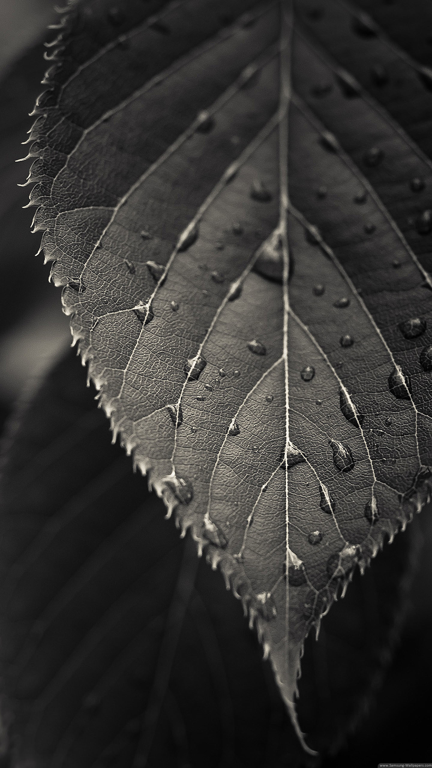 Black And White Closeup Leaf Dew Drops Android Wallpaper - High Resolution  Black And White Nature - 1080x1920 Wallpaper 