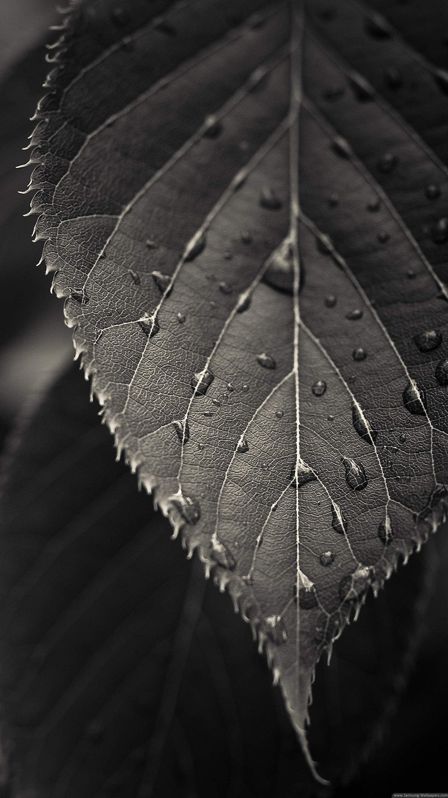 Black And White Closeup Leaf Dew Drops Android Wallpaper - High Resolution Black And White Nature - HD Wallpaper 