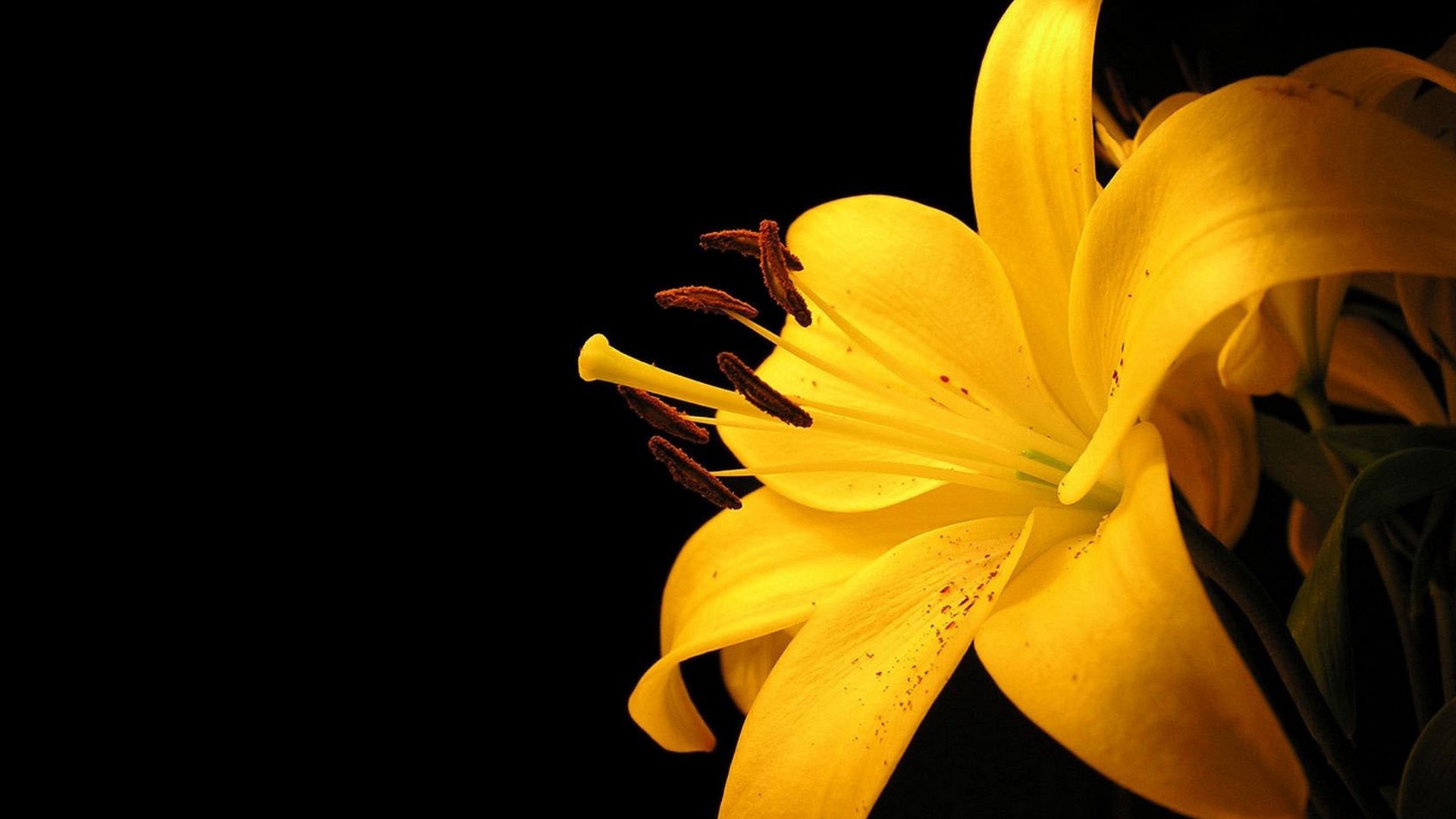 Yellow Lily And Black Background - Lily Background - HD Wallpaper 