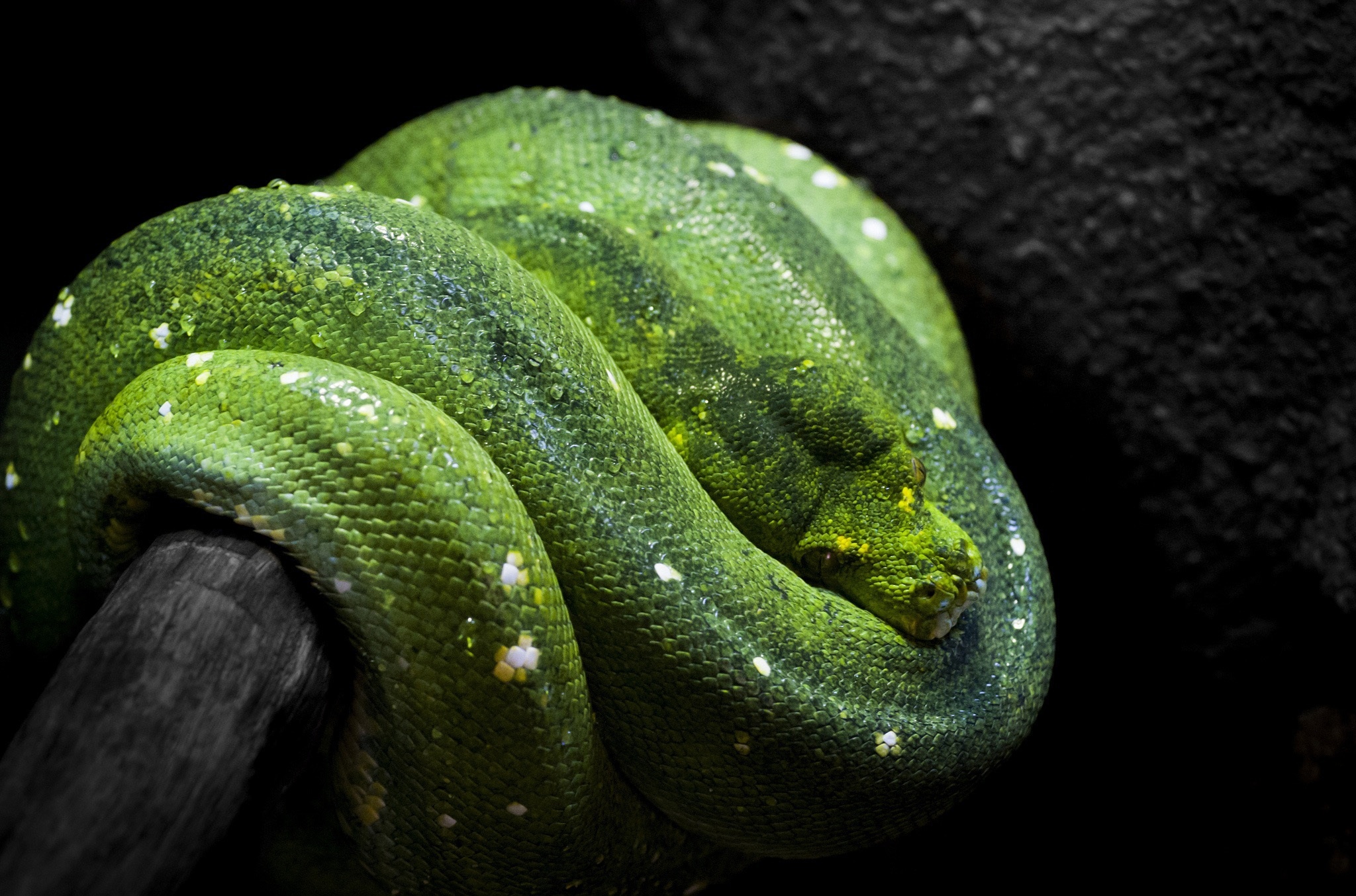 Snakes - HD Wallpaper 