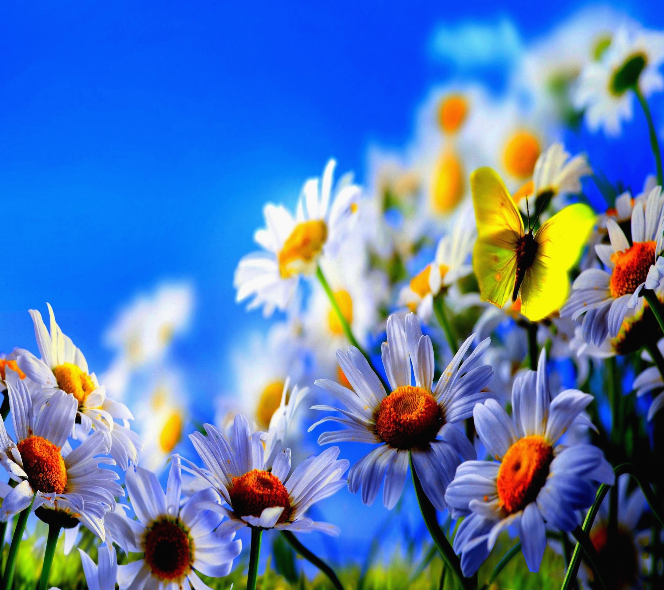 Beautiful Live Wallpaper New Beautiful Live Wallpapers - Spring Wallpaper Widescreen - HD Wallpaper 