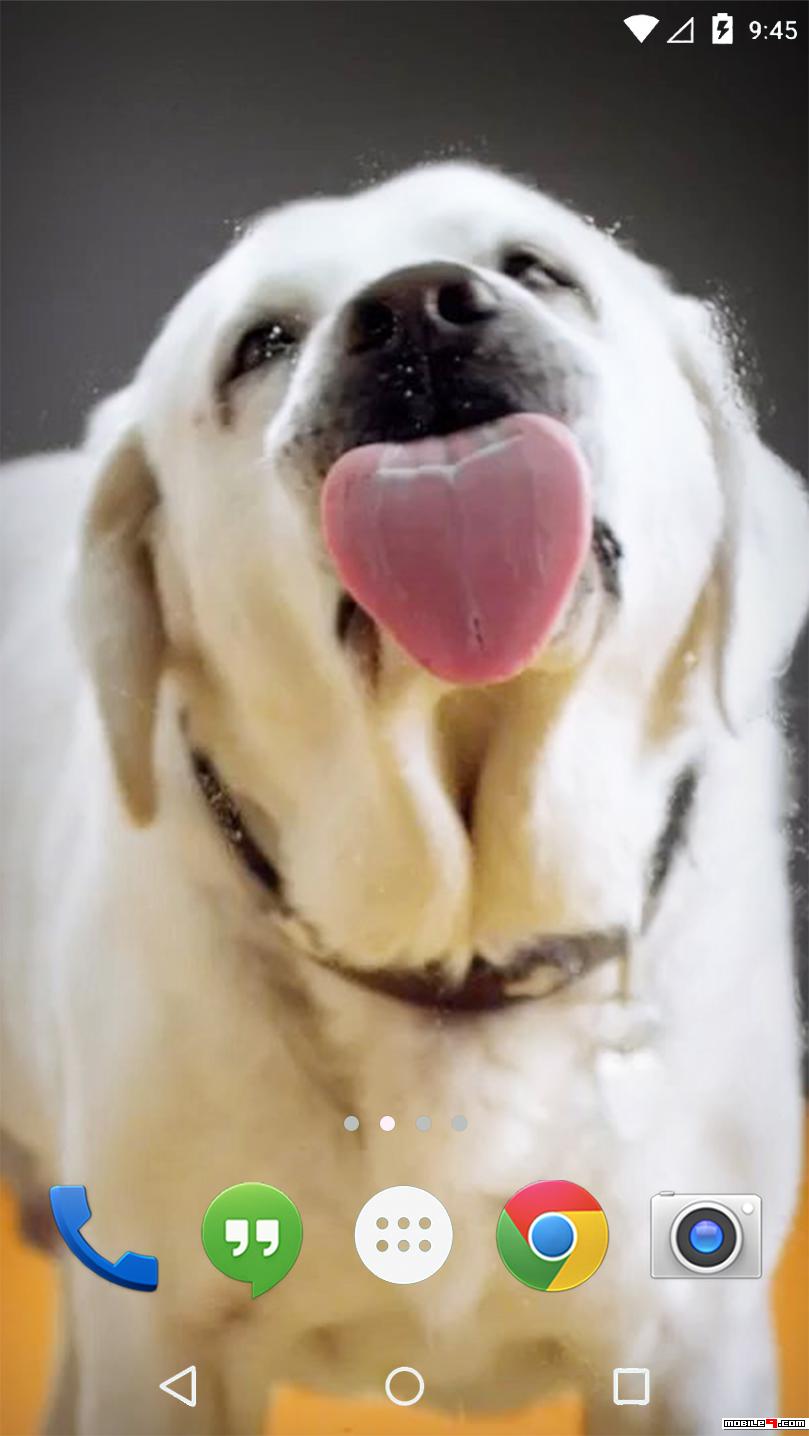 Dog Licking Screen Hd - HD Wallpaper 