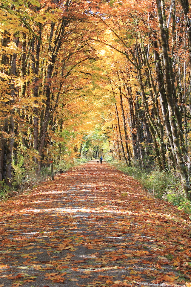 Autumn - HD Wallpaper 