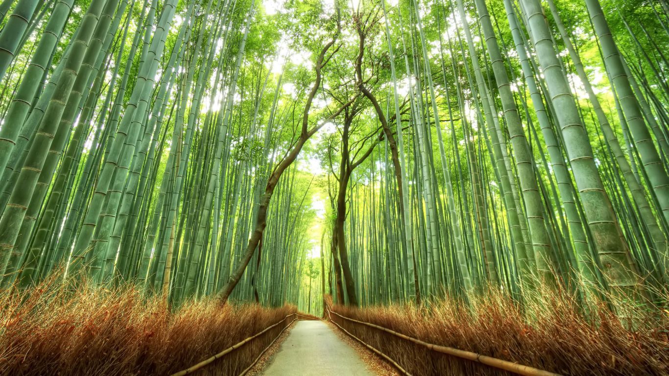 Japan Bamboo Forest - 1366x768 Wallpaper 