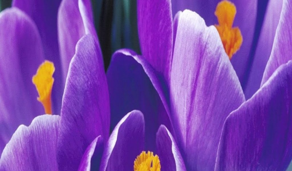 Hd Flower Mobile Screen - HD Wallpaper 