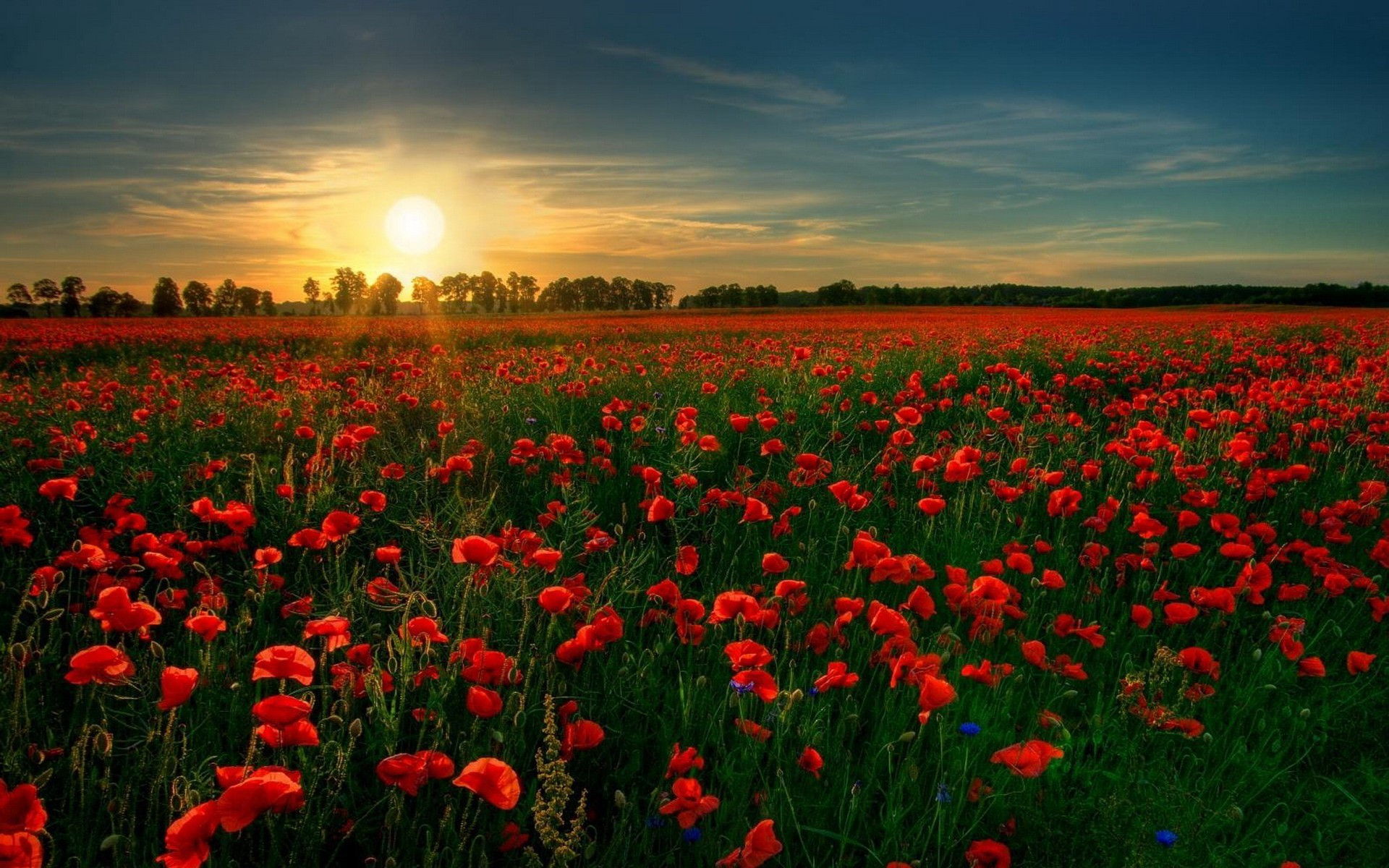 Download Hd Wallpaper For Android Mobile Free Download - Flanders Field - HD Wallpaper 
