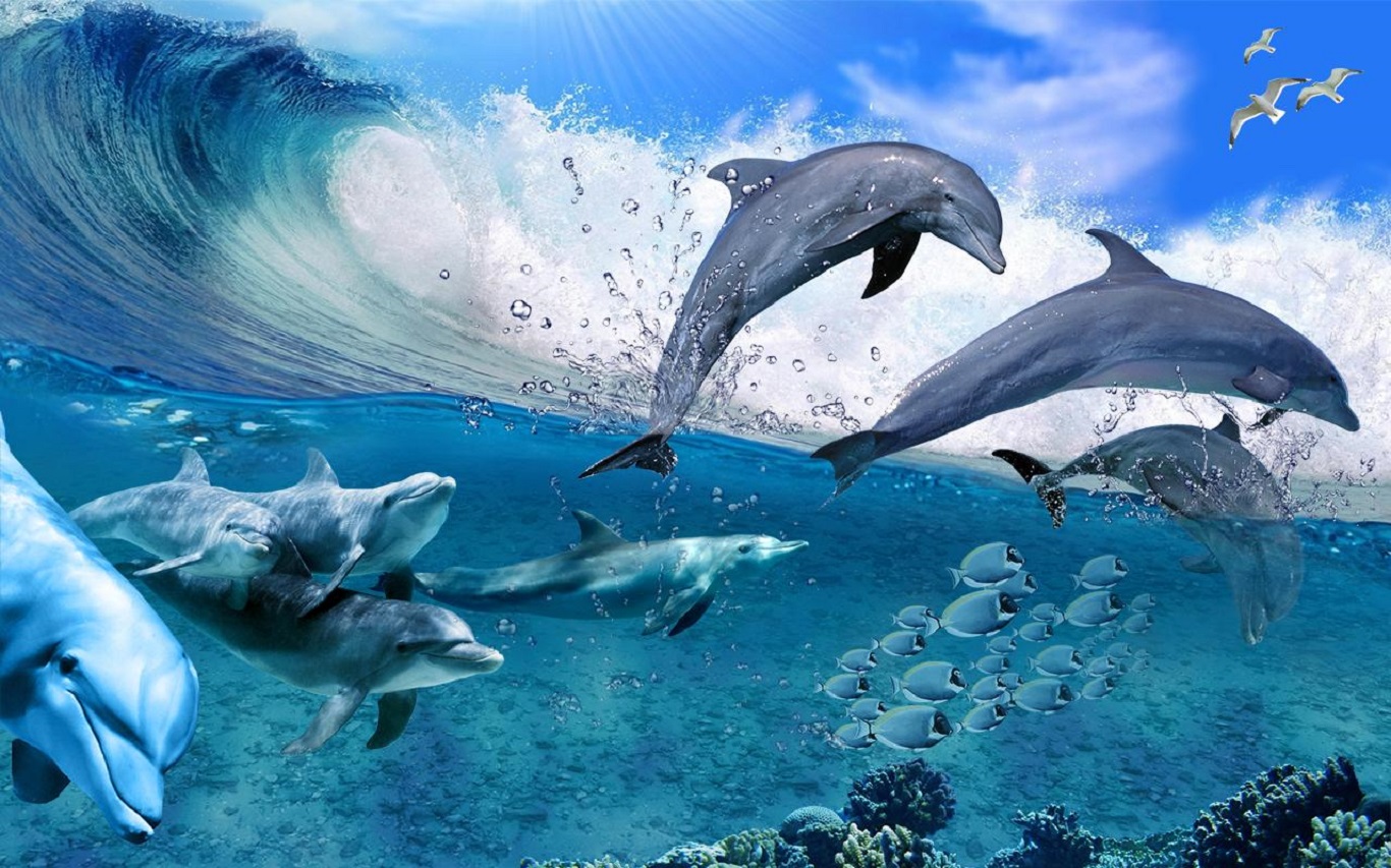 Dolphin Background - HD Wallpaper 