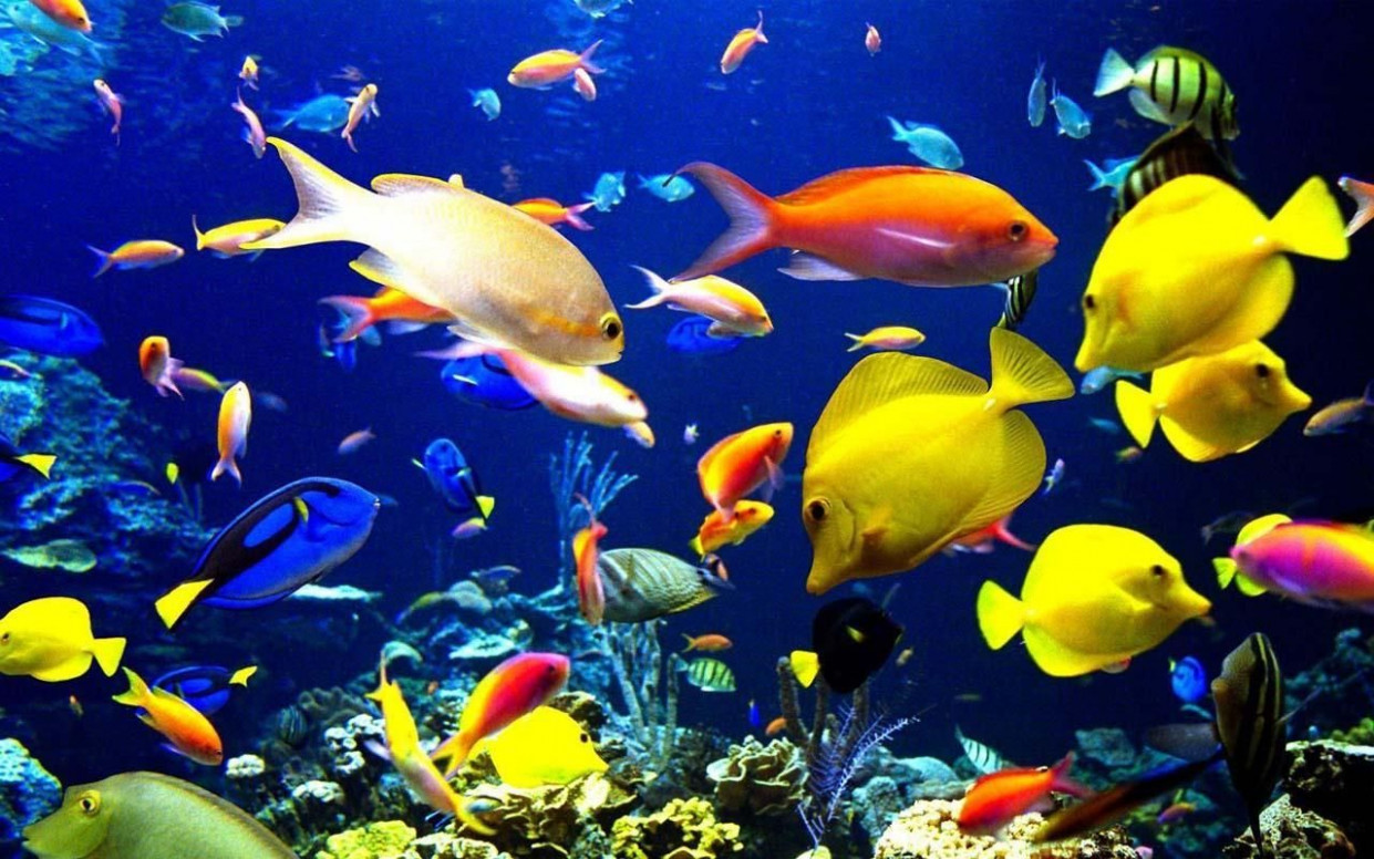 Download Wallpaper Hidup Terkeren - Aquarium Hd Wallpaper Download - HD Wallpaper 