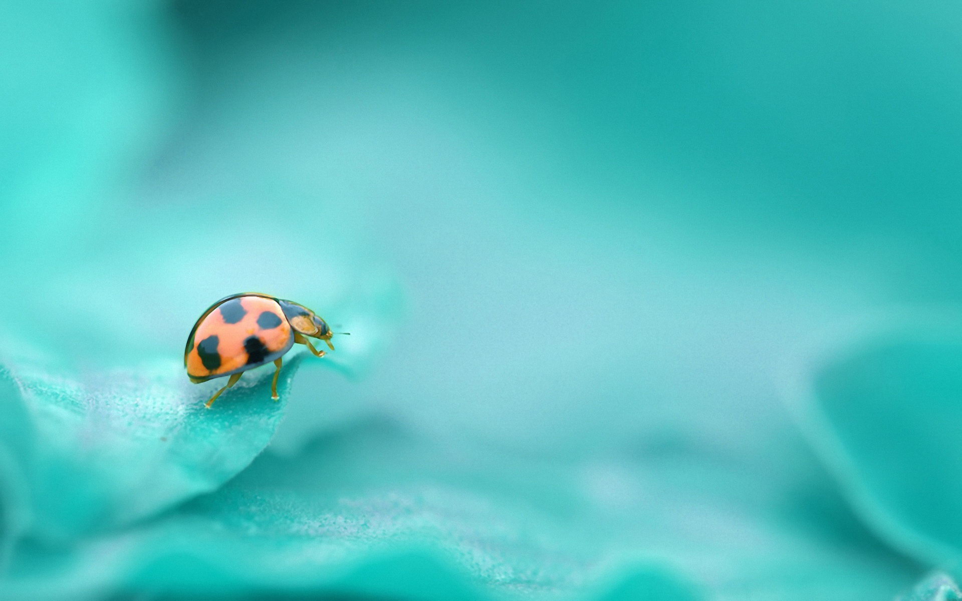 Macro Photography Wallpaper - Macro Photography Download Wallpaper Macro - HD Wallpaper 