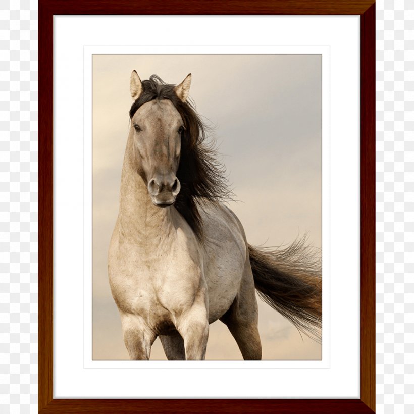 Desktop Wallpaper Arabian Horse Horses Free Live Wallpaper - Wild Stallion Running In Sunset - HD Wallpaper 