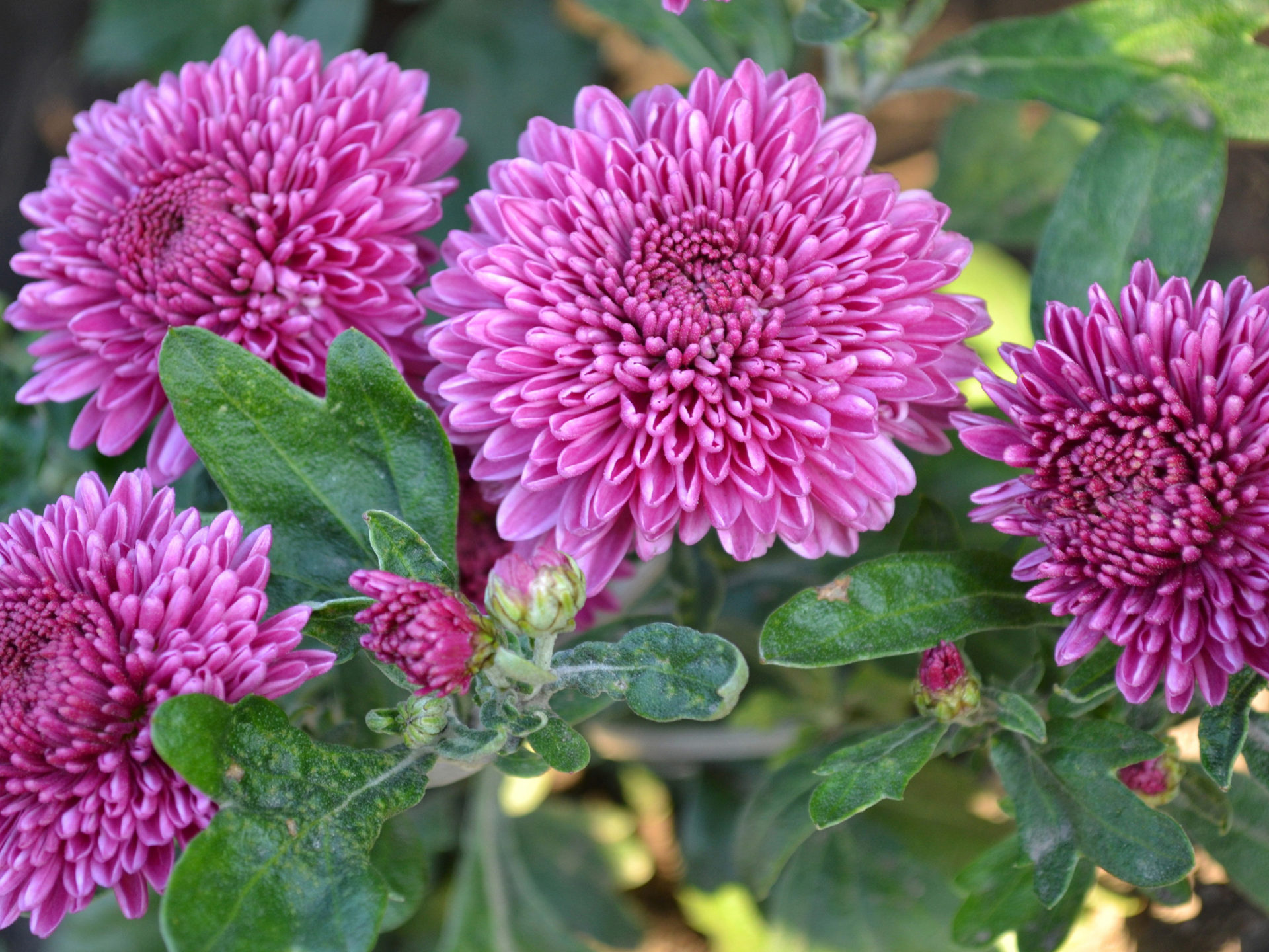 Chrysanthemum - HD Wallpaper 