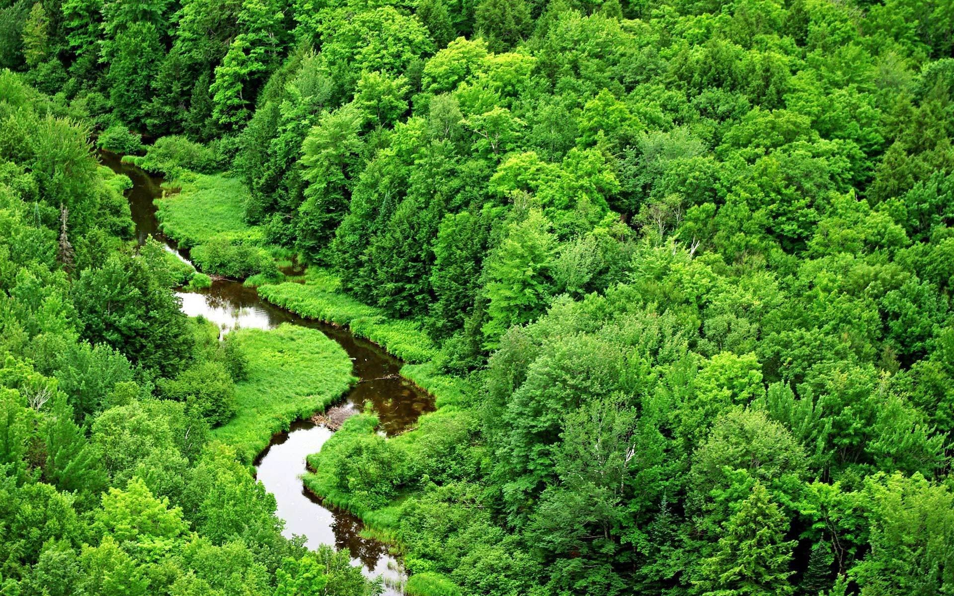 1920x1200, Recommended - Jungle Image Download - HD Wallpaper 