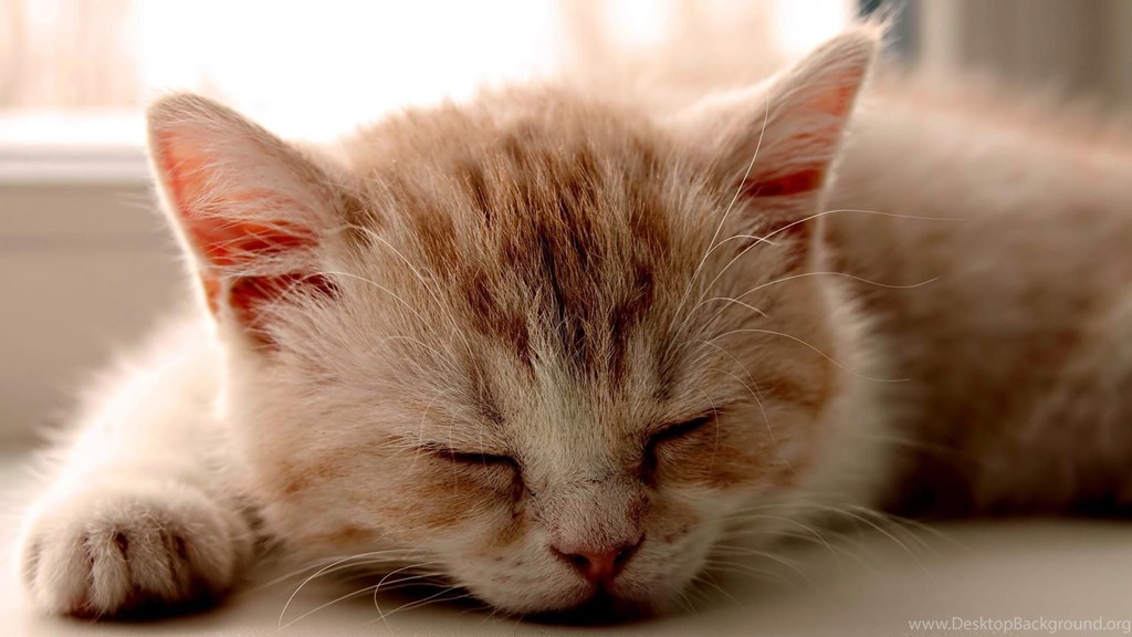Desktop Hd Beautiful Wallpapers Live Wallpapers Hd - Sleeping Kitten - HD Wallpaper 