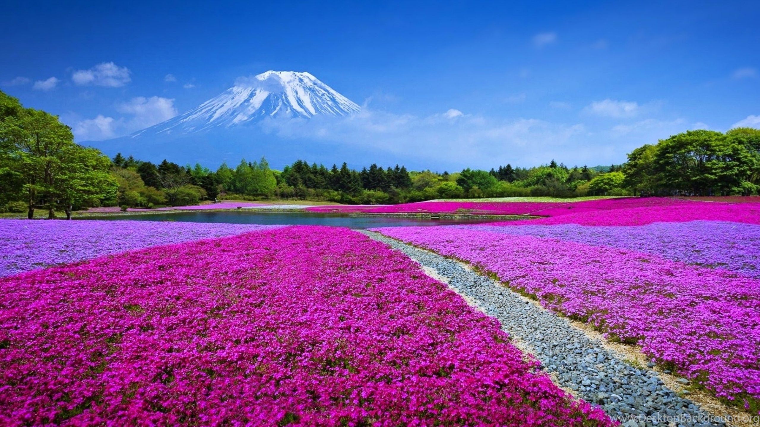 Netbook - HD Wallpaper 