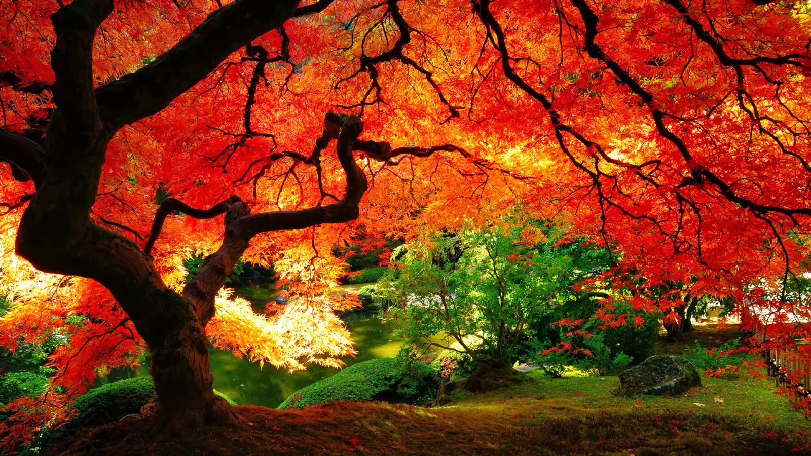 Trees Fall - HD Wallpaper 