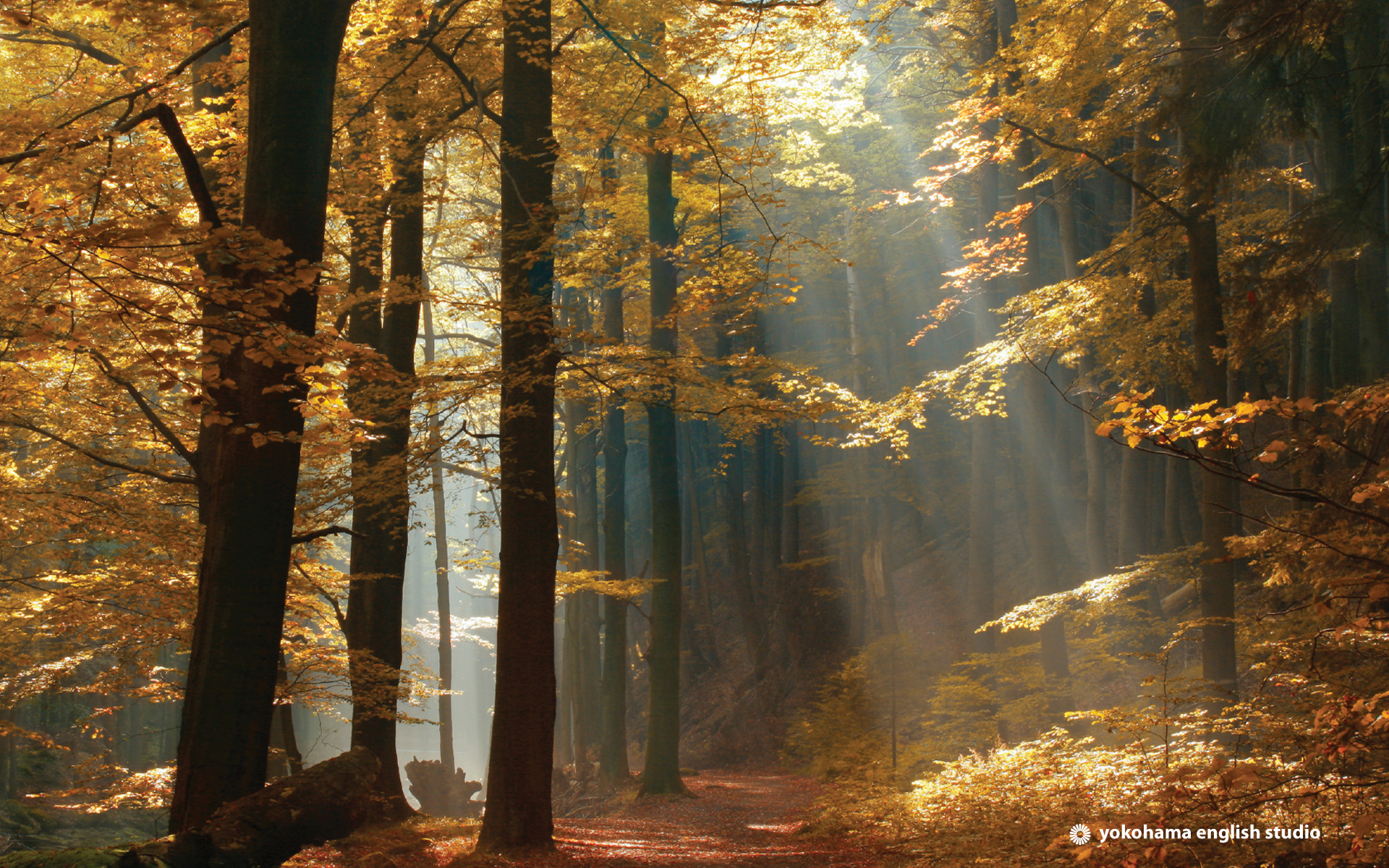 Paths In The Woods - HD Wallpaper 