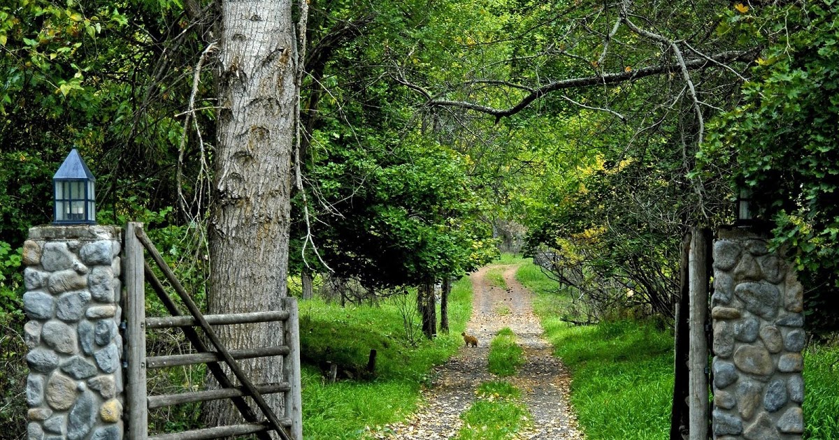 Green Garden Full Hd Nature Background Wallpaper For - Nature Full Hd Background - HD Wallpaper 