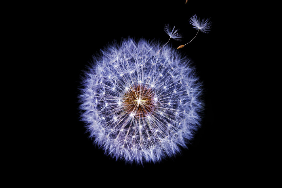 Dandelion Samsung S9 - HD Wallpaper 