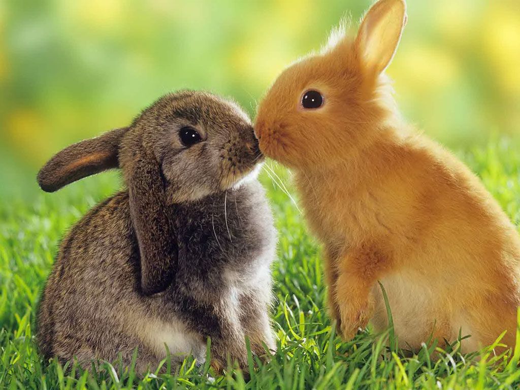 My Favourite Animal Rabbit - HD Wallpaper 