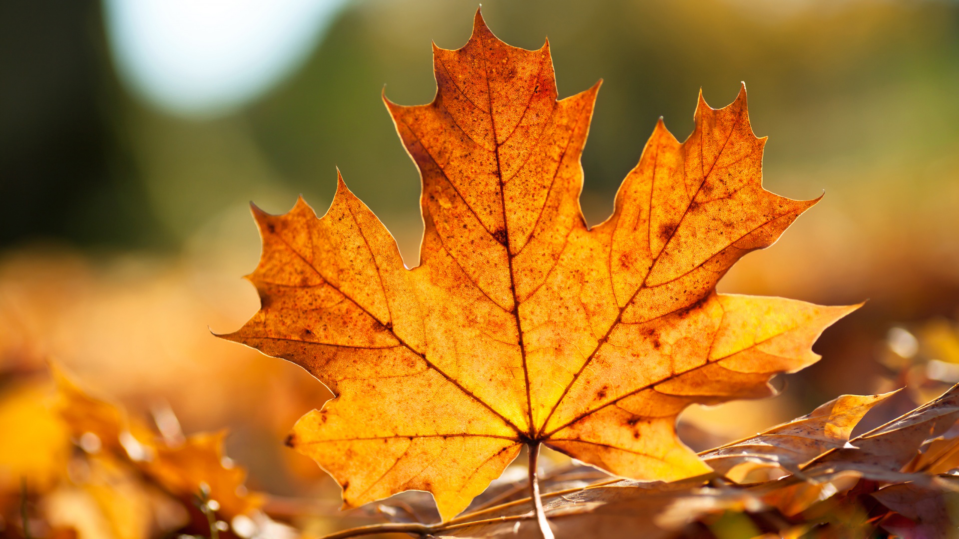 Autumn Hd - HD Wallpaper 