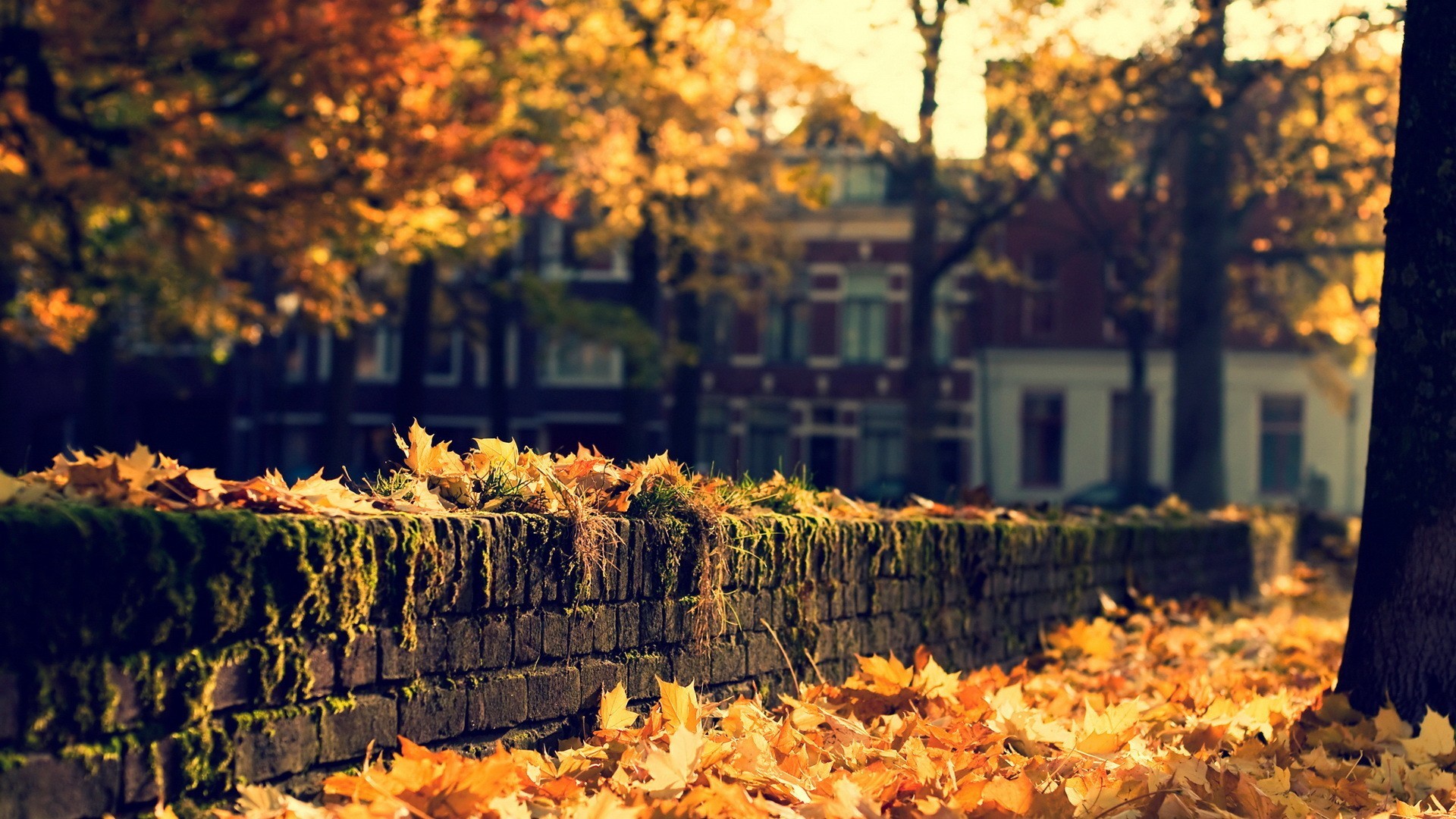 Latest 3d Wallpapers Hd Background Wallpapers Free - Hd Fall Backgrounds - HD Wallpaper 