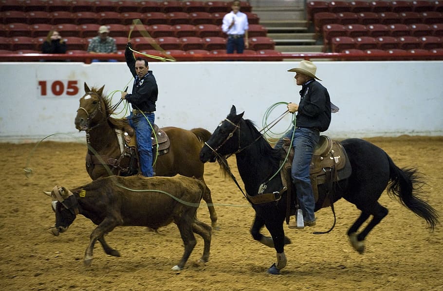 Two Man Riding Horses, Rodeo, Calf, Roping, Competition, - Clem Mcspadden National Finals Steer Roping 2019 - HD Wallpaper 