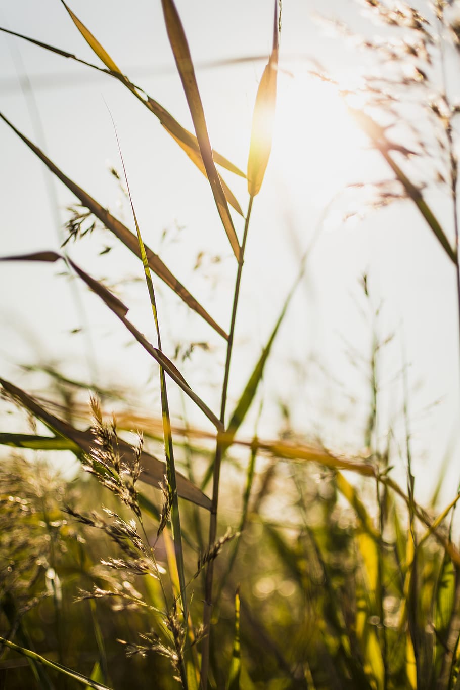 Close Up Photography Of Green Leafed Plant, Grass, - HD Wallpaper 