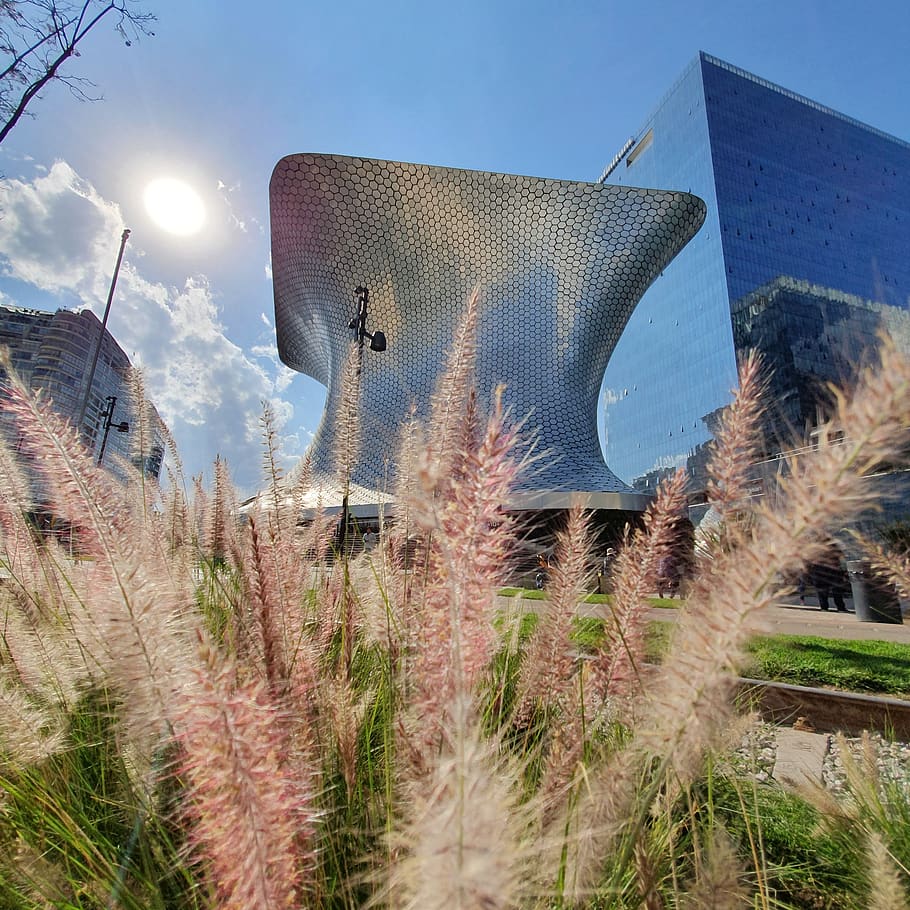 Plant, Lawn, Reed, Building, Office Building, Potted - HD Wallpaper 