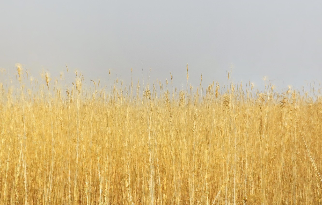 Photo Wallpaper Light, Nature, Reed - Phragmites - HD Wallpaper 