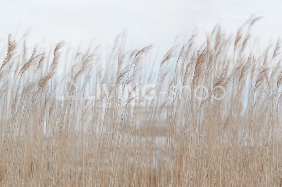 Swaying Reed - HD Wallpaper 